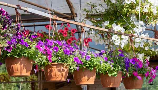 Beautiful Flower Plants for Home