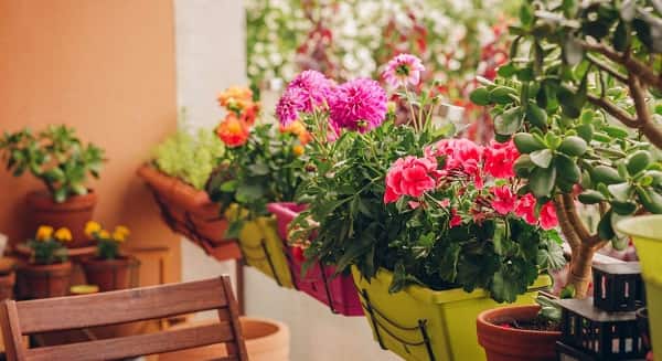 Outdoor Plants for Home Balcony